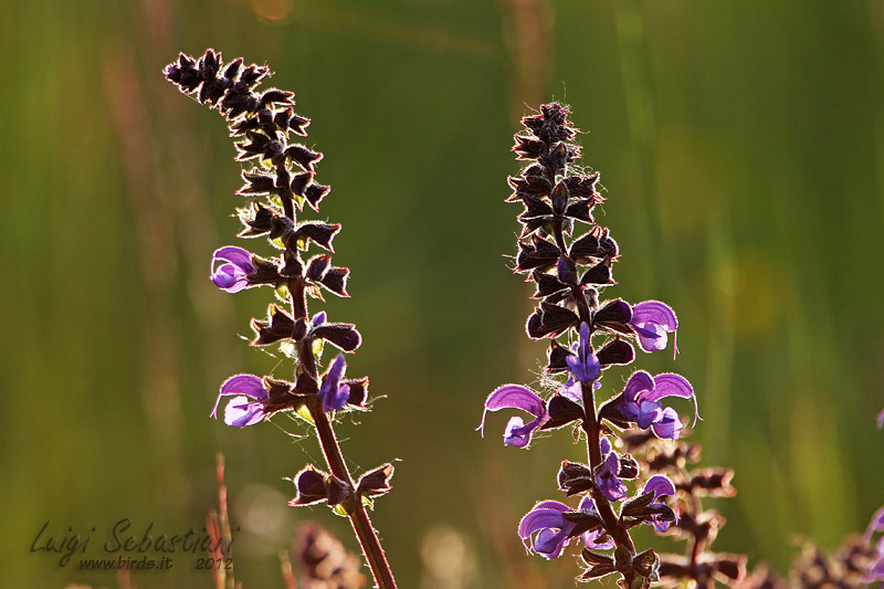 Salvia pratensis